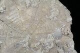 Huge, Fossil Sand Dollar (Albertella) - Maryland #23217-1